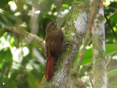 Dendrocincla fuliginosa