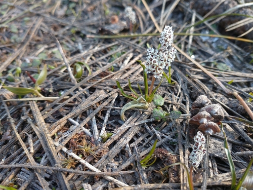 Image of Lomatium linearifolium by no rights reserved