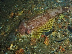 Japanese Flathead photo 4