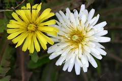 Taraxacum coreanum