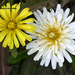White-flowering Korean Dandelion - Photo (c) Kim, Hyun-tae, some rights reserved (CC BY), uploaded by Kim, Hyun-tae