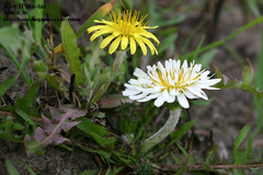 Taraxacum coreanum