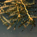 Potamogeton crispus - Photo (c) Kim, Hyun-tae, μερικά δικαιώματα διατηρούνται (CC BY), uploaded by Kim, Hyun-tae