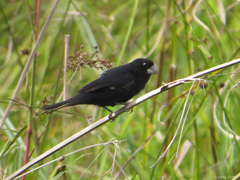 Sporophila crassirostris