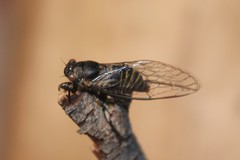 Popplepsalta notialis
