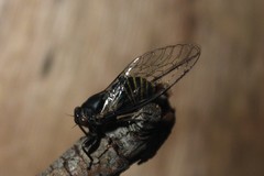 Popplepsalta notialis