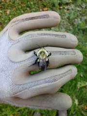 Bombus impatiens
