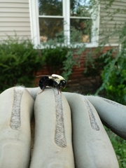 Bombus impatiens