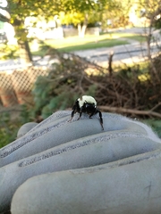 Bombus impatiens