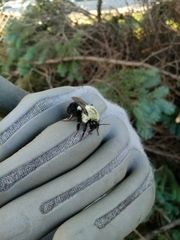Bombus impatiens