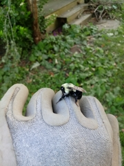 Bombus impatiens