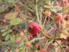 Rosa transmorrisonensis