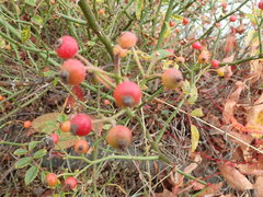 Rosa transmorrisonensis