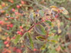 Rosa transmorrisonensis
