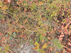 Rosa transmorrisonensis