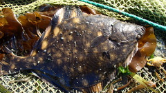 Platichthys stellatus