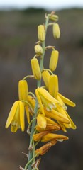 Albuca clanwilliamae-gloria