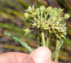 Asclepias crispa