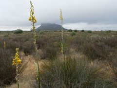 Albuca clanwilliamae-gloria