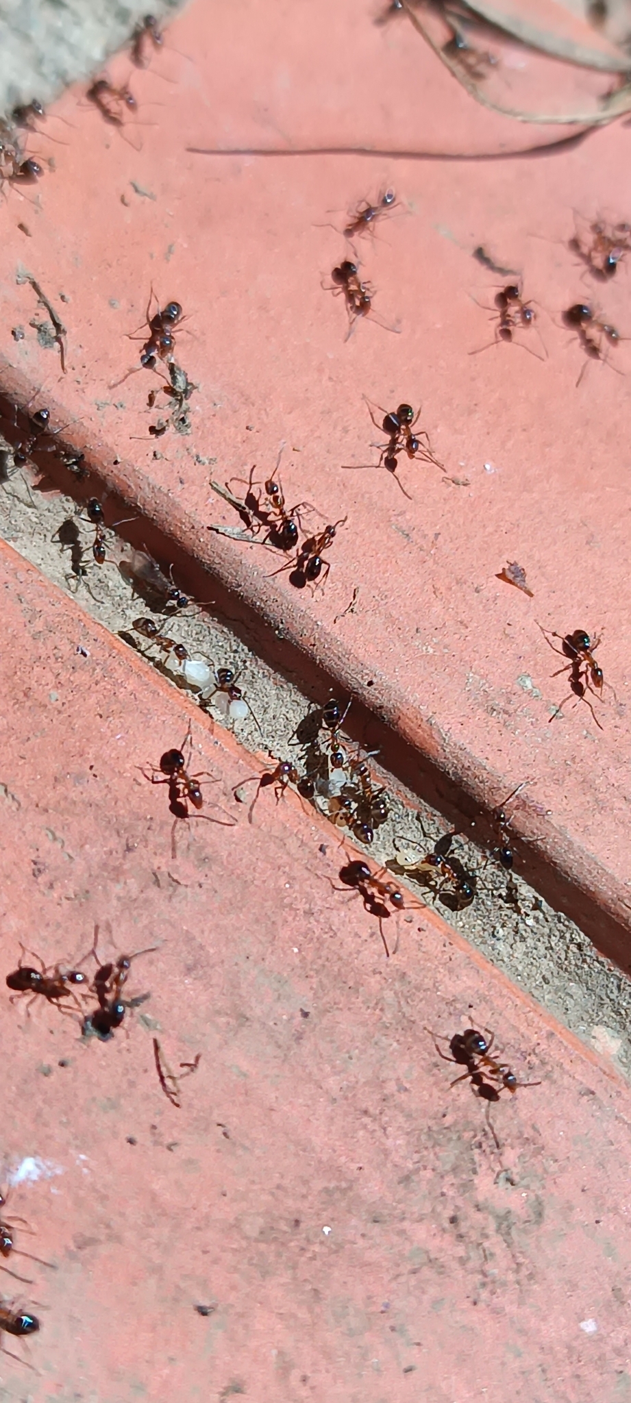 Linepithema oblongum