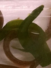 Apodichthys flavidus