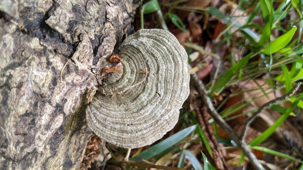 Trametes betulina · May 2023 · photo: © atsushi_nakajima_cirque (iNaturalist, cc-by)