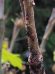 Oxycarenus lavaterae