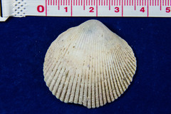 Dallocardia quadragenaria