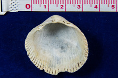 Dallocardia quadragenaria