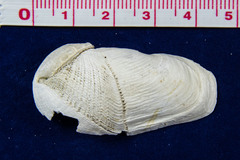 Penitella penita