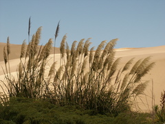 Austroderia splendens
