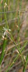 Chlorophytum viscosum
