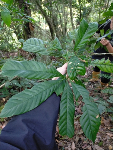 Lithocarpus kawakamii (Lithocarpus kawakamii)