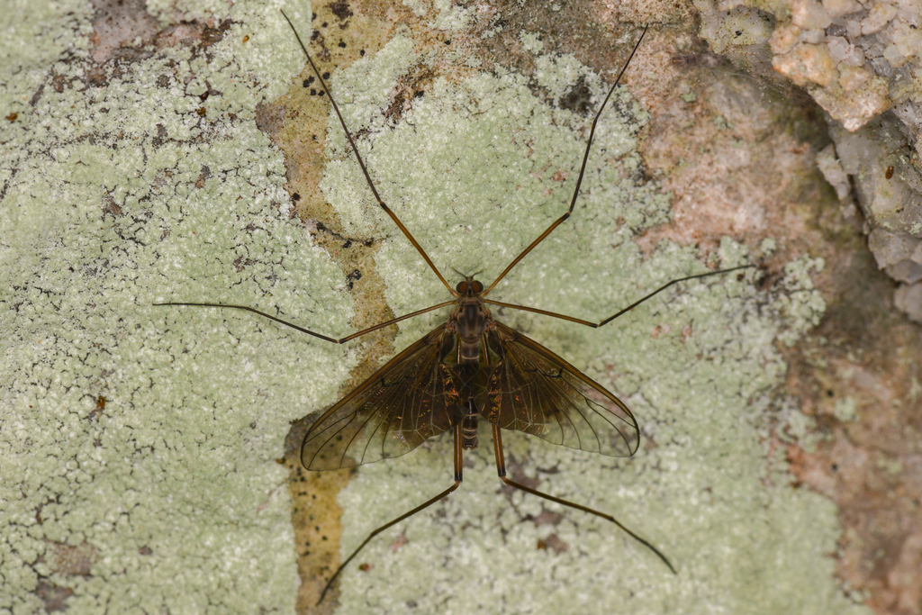 Philorus yosemite
