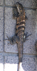 Ctenosaura
