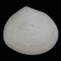 Abra aequalis