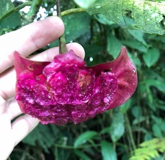 Palicourea correae