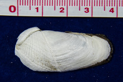 Penitella penita