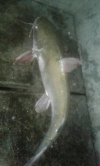 Ictalurus punctatus