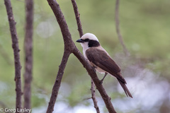 Eurocephalus ruppelli