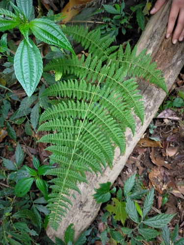 Acystopteris tenuisecta (Acystopteris tenuisecta)