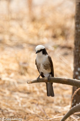 Eurocephalus ruppelli