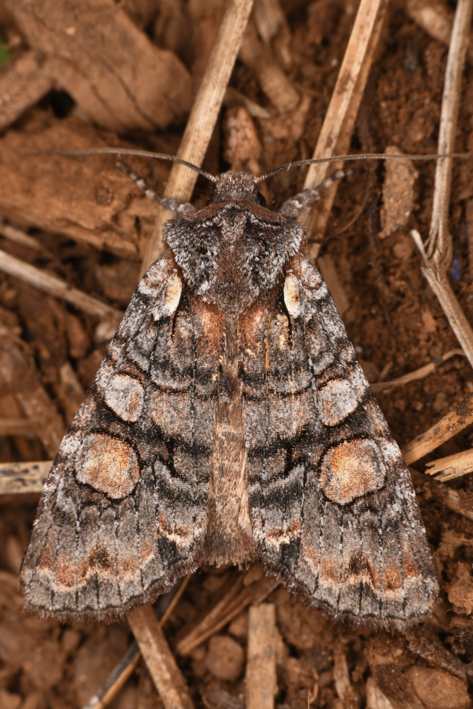 Lithophane dilatocula