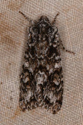 Mottled Oak Woodling Moth photo 5