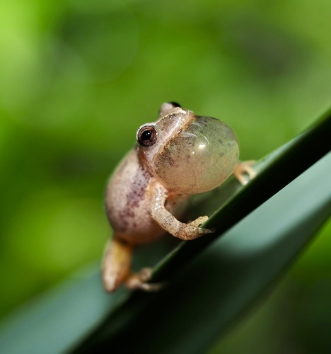 Spring Peeper photographed in Virginia