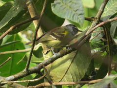 Euchrepomis callinota