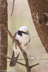 Eurocephalus ruppelli