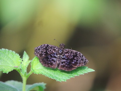Cycloglypha thrasibulus thrasibulus