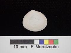 Abra aequalis