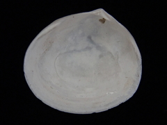 Abra aequalis